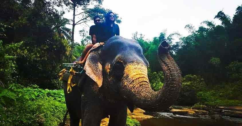 When development for humans harms animals as in Wayanad | Campus Reporter