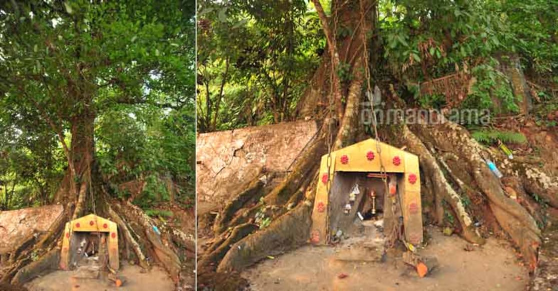 Changalamaram or the chain tree. Photo: Onmanorama