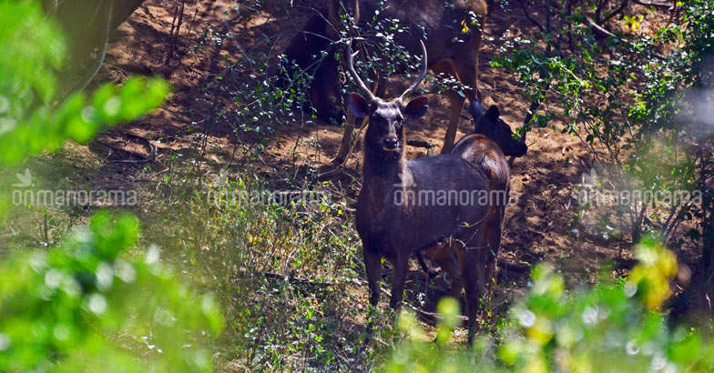 Chinnar Deer Chinnar Deer