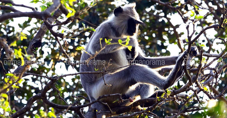 Hanuman langurs Hanuman langurs