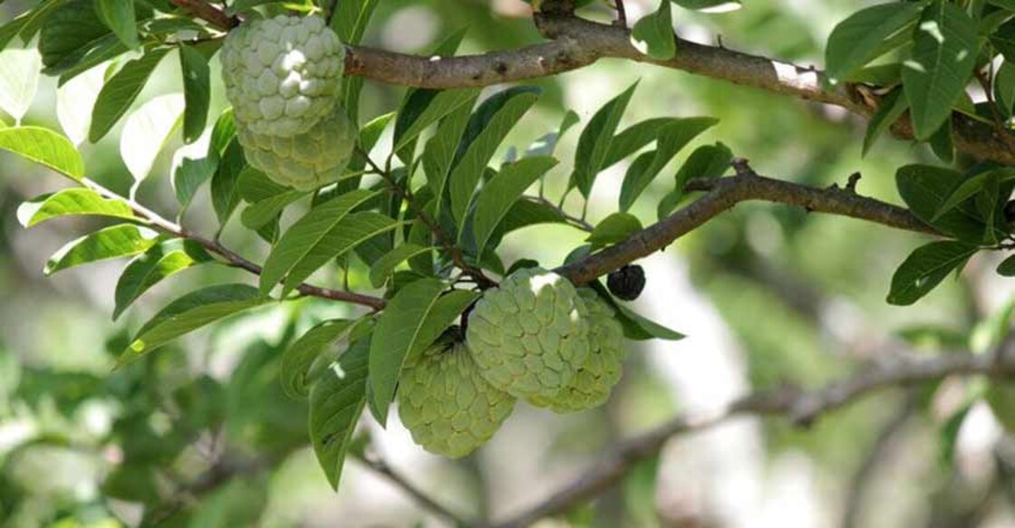 Visit Kanthalloor to taste the sweet custard apples