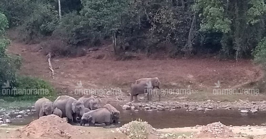 Elephant Pub at Anakulam The favorite story doing the rounds in Mankulam is that a heady cocktail gushes out of a small spring-head beneath Idacholayaar and that gives the jumbos a high.