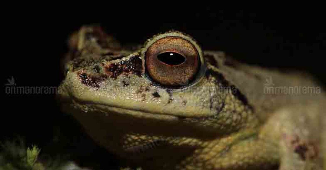 Herping tours have become a new way to promote the destination. Photo: Sebinster Francis