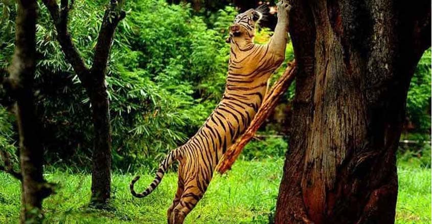 12tiger 12tiger