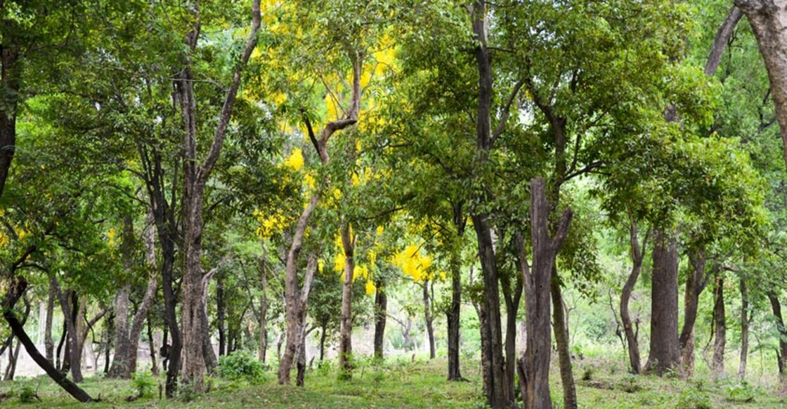 Kerala lost 50% of its forests between 1973 and 2016: WWF