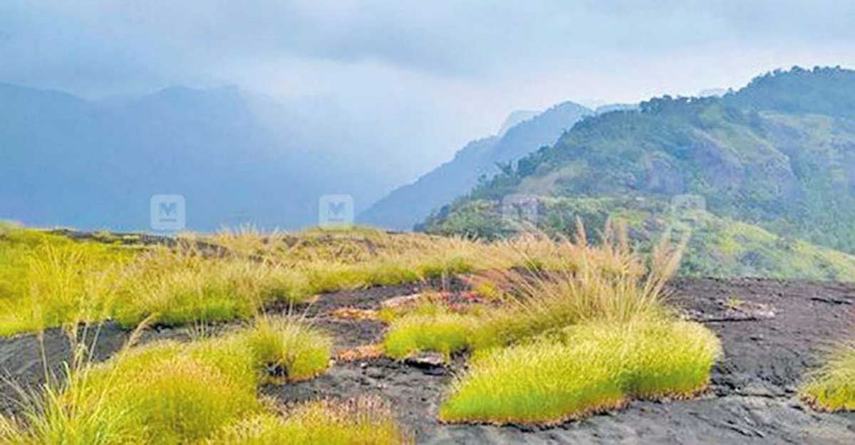 Meenuliyanpara, a misty hill steeped in myth Meenuliyanpara, a misty hill steeped in myth