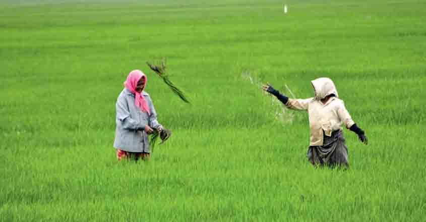 paddy-field-kuttanad
