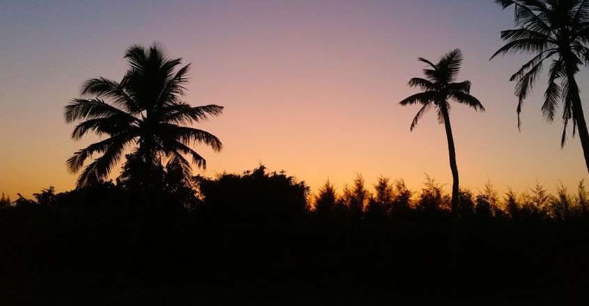 palm-tree palm-tree