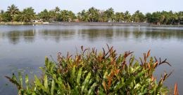 Chathamma Island, a safe haven close to Kochi Chathamma Island, a safe haven close to Kochi