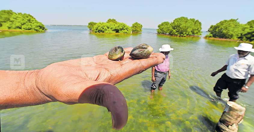 Sambranikodi, a paradise in Ashtamudi Lake | Kollam | Kerala | Travel |  Manorama English