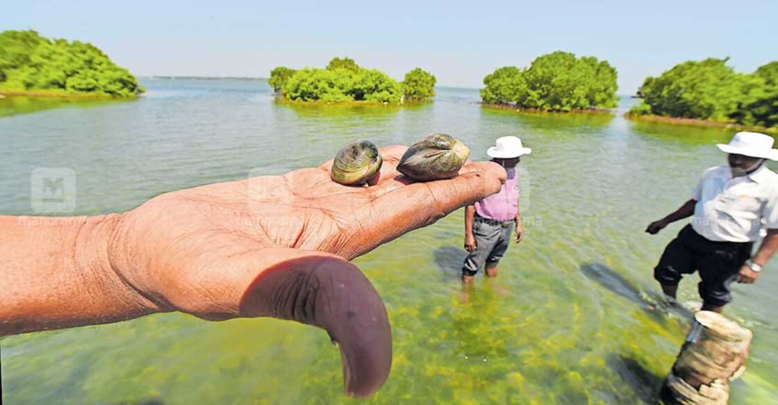 An enchanting spot in Sambranikodi is an island where pearl spot, clams and mussels grow abundantly | Photo: Rajan M Thomas