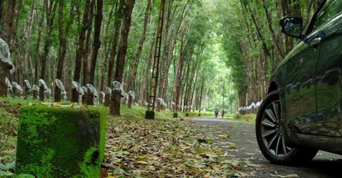 mampazhathara-travel-1