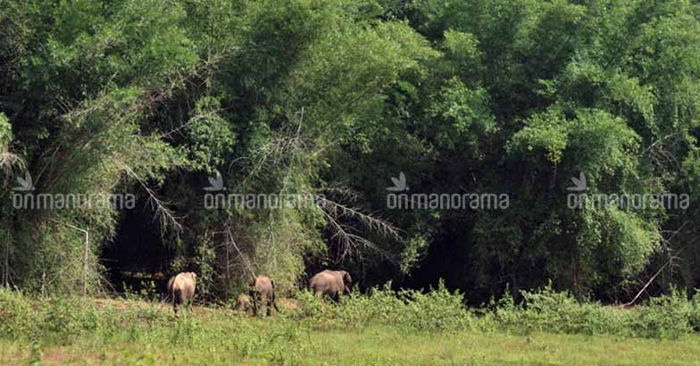 On nature's lap: A getaway to Parambikulam On nature's lap: A getaway to Parambikulam