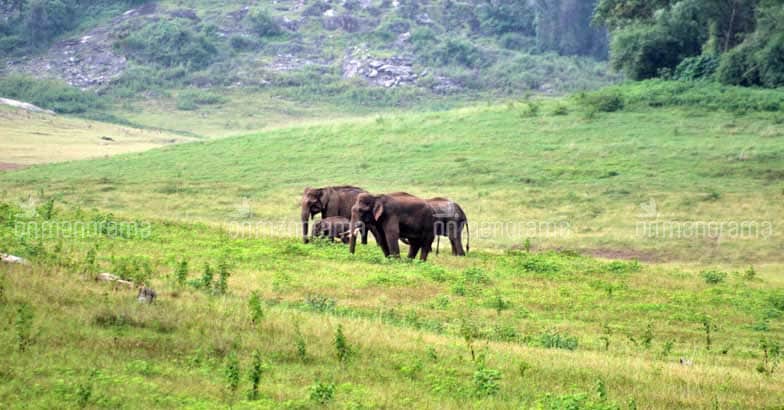 On nature's lap: A getaway to Parambikulam On nature's lap: A getaway to Parambikulam