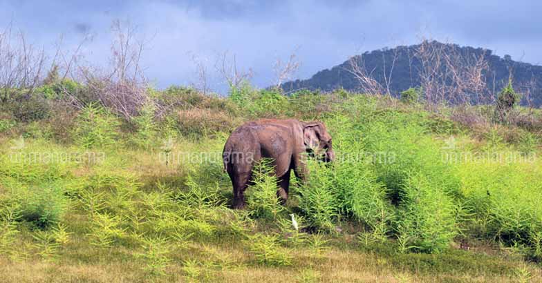 On nature's lap: A getaway to Parambikulam On nature's lap: A getaway to Parambikulam