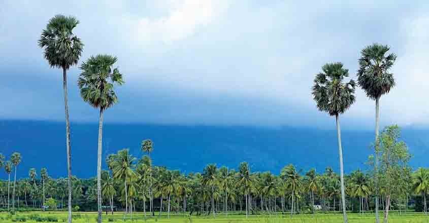 nelliyampathy9 nelliyampathy9