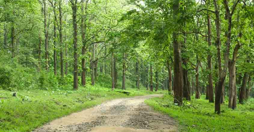 parambikulam-forest-road parambikulam-forest-road
