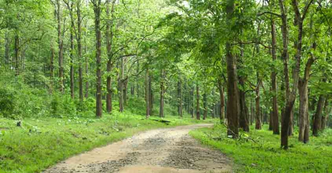parambikulam-forest-road