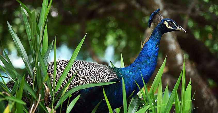 Parambikulam beckons nature lovers to stay at beautiful huts in forest Parambikulam beckons nature lovers to stay at beautiful huts in forest