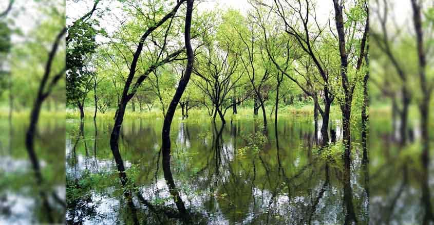 palakkad-mangroves palakkad-mangroves