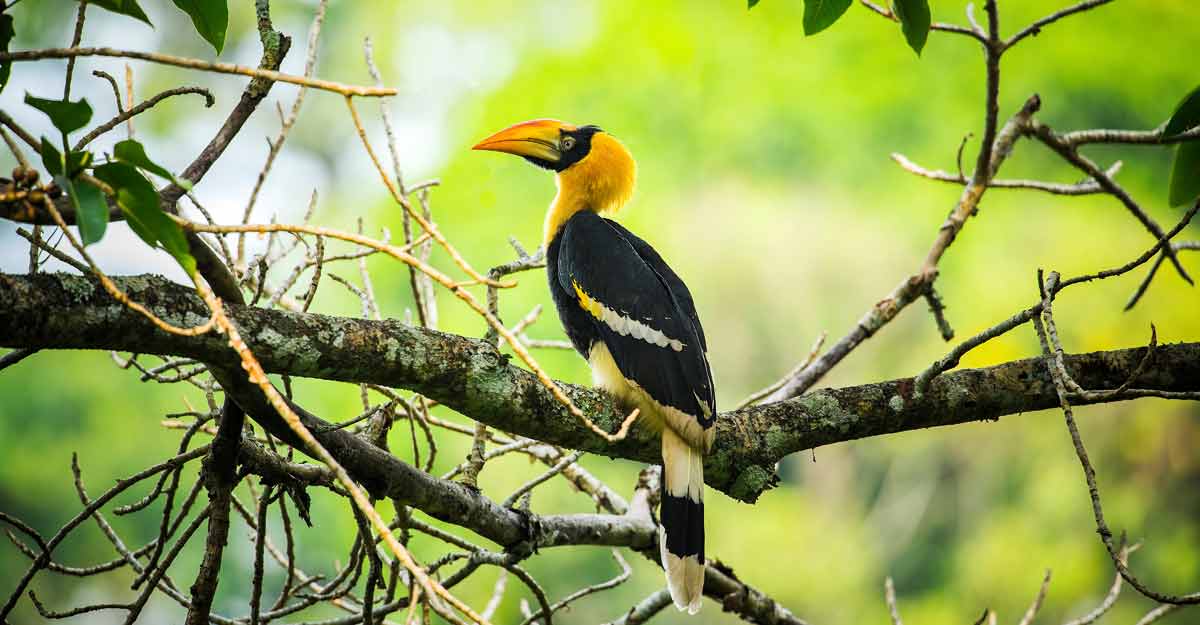hornbill-nelliyampathy hornbill-nelliyampathy