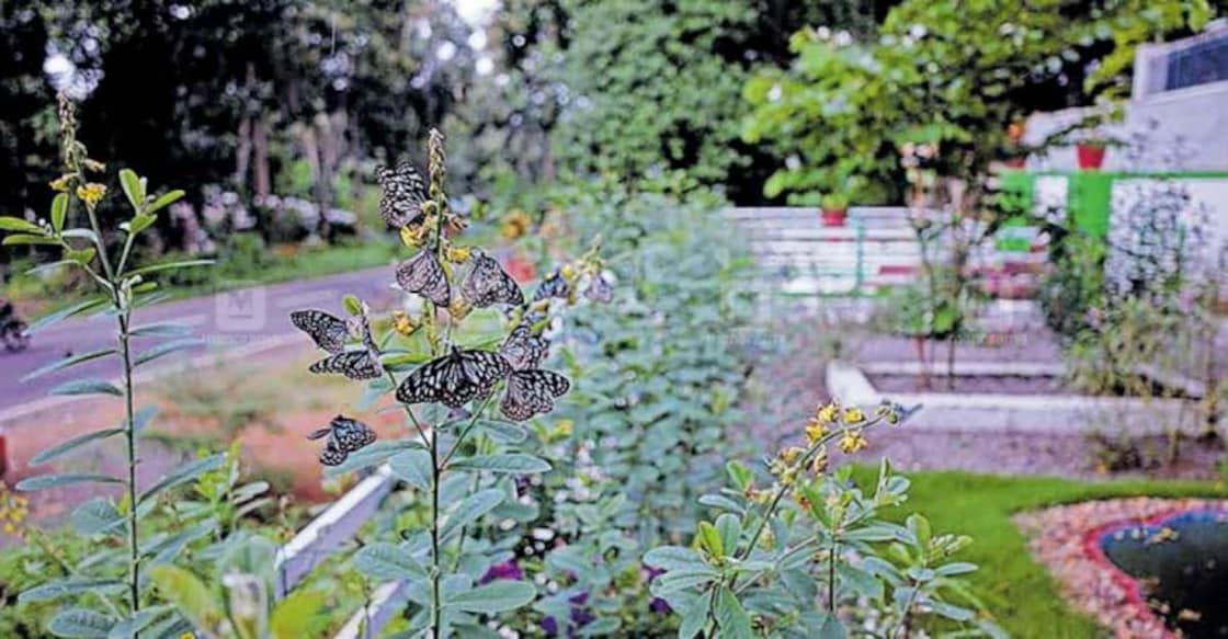 palakkad garden