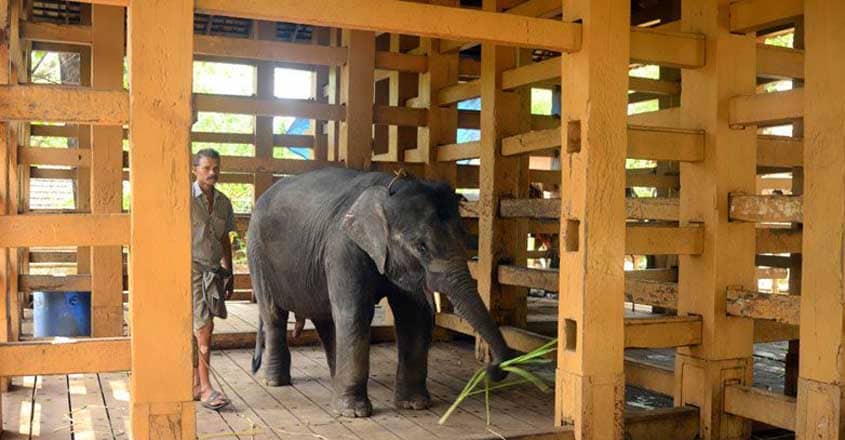 konni-elephant-reserve konni-elephant-reserve