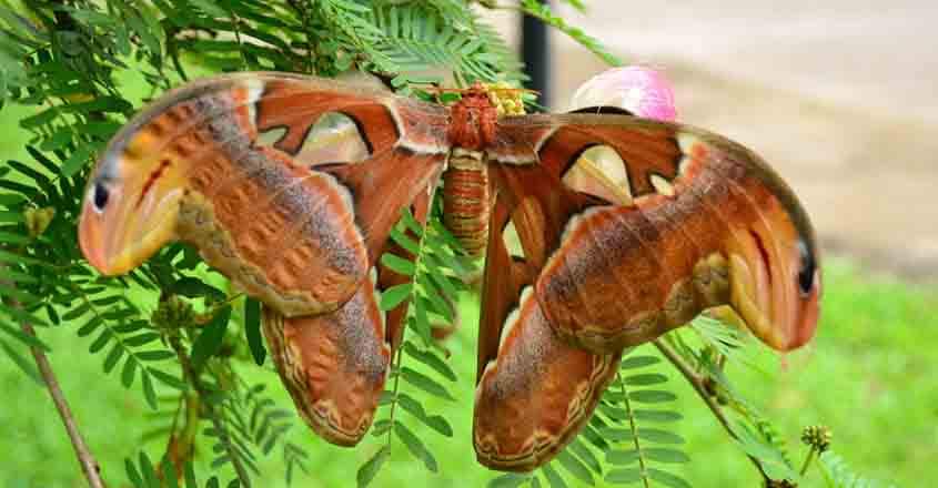 gavi-butterfly gavi-butterfly
