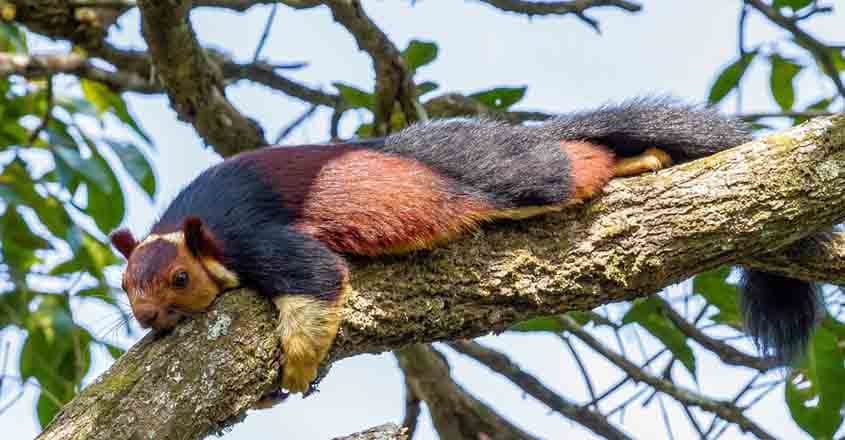 gavi-giant-squirrel gavi-giant-squirrel
