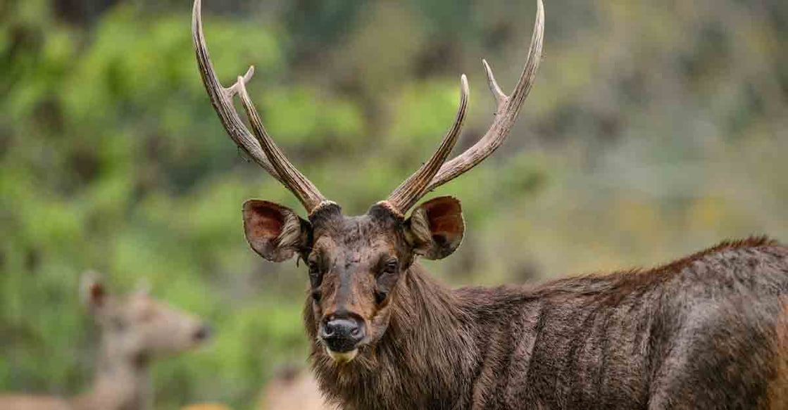 male sambar deer