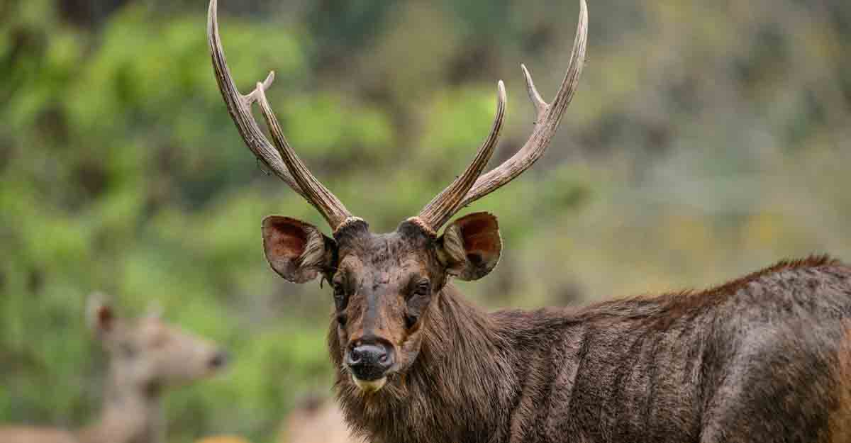 male sambar deer