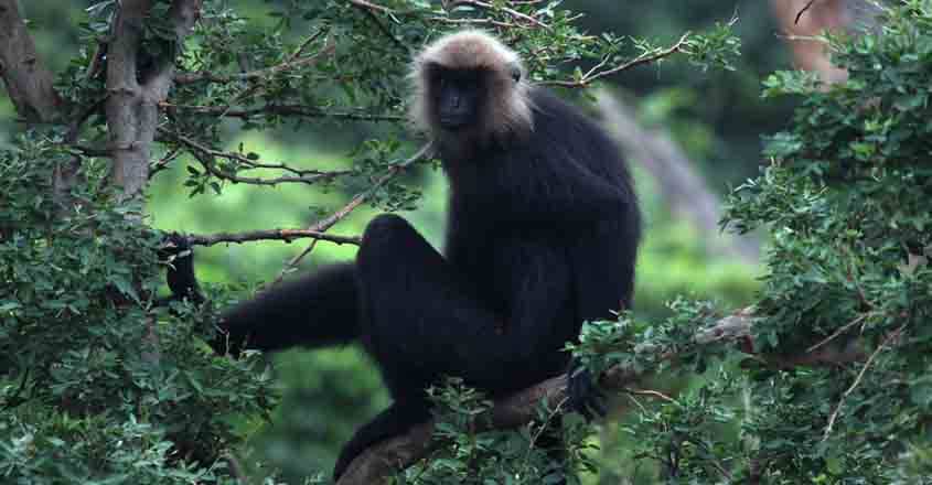 nilgiri-langur nilgiri-langur