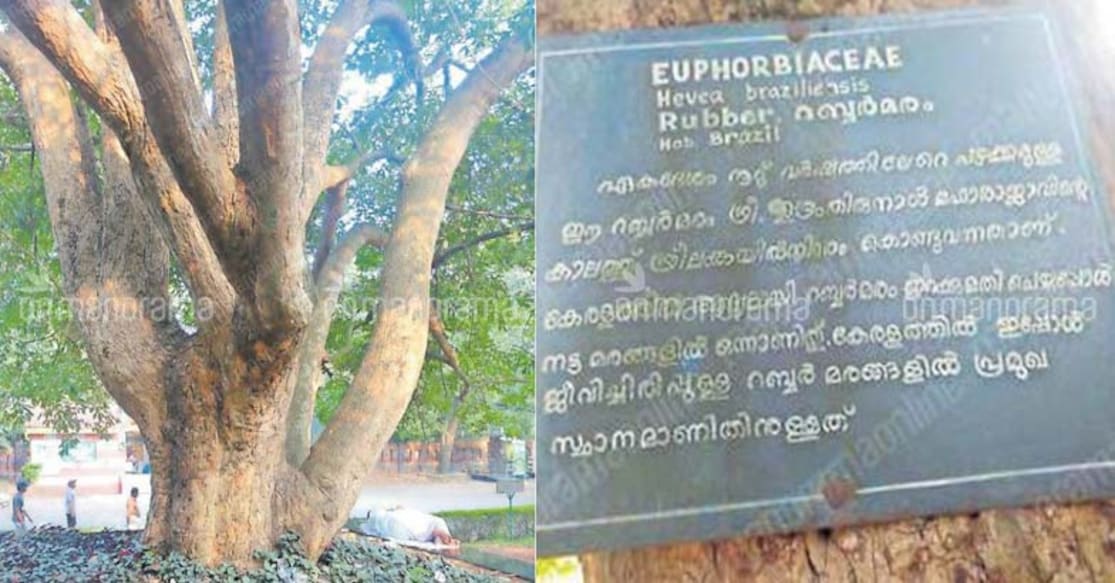 Spotting Kerala’s oldest rubber tree is a walk in the park