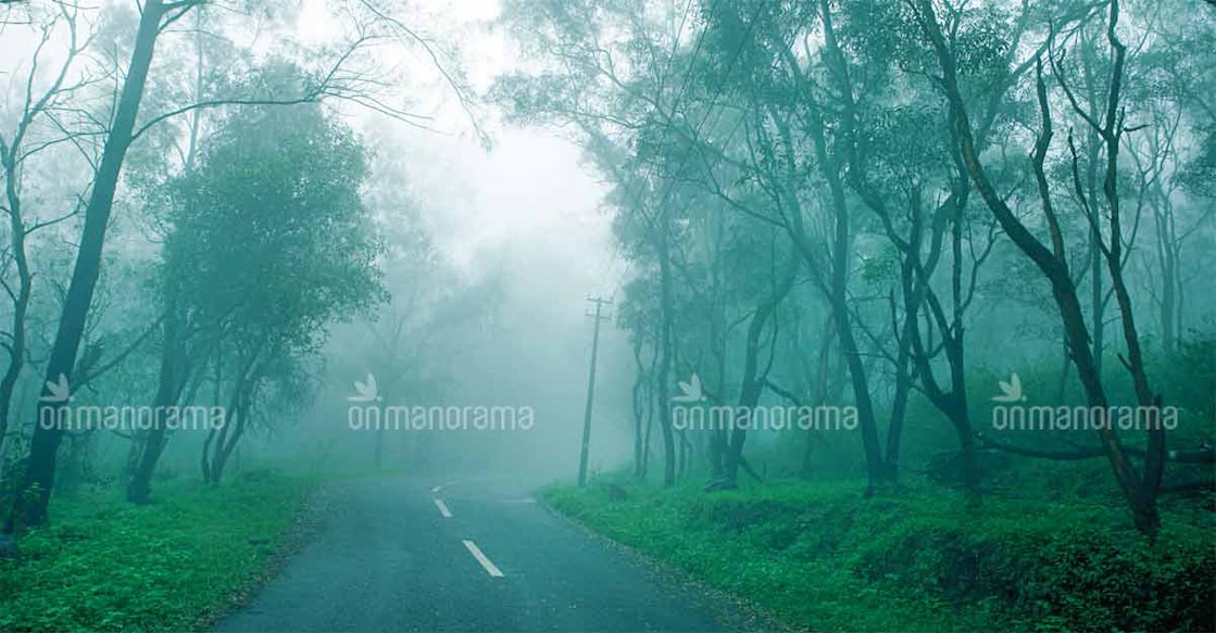Take a trip to Ponmudi as it turns mesmerizingly beautiful during monsoon