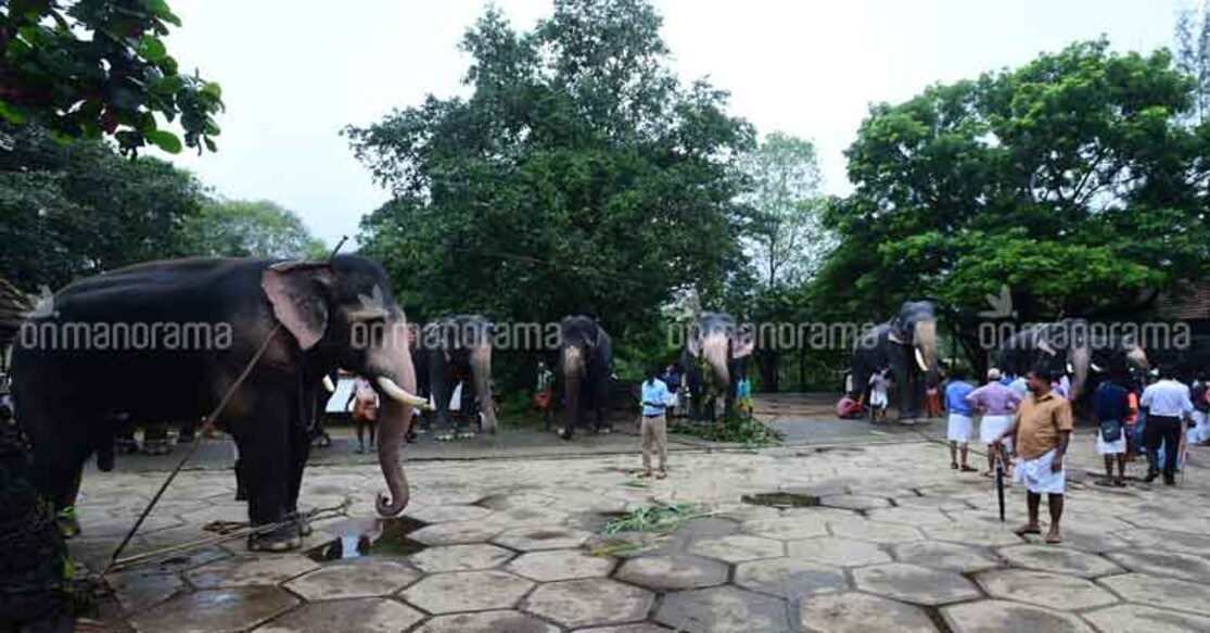 A day in the life of an elephant at Punnathoorkotta during July. Photo: Unni Kottakal