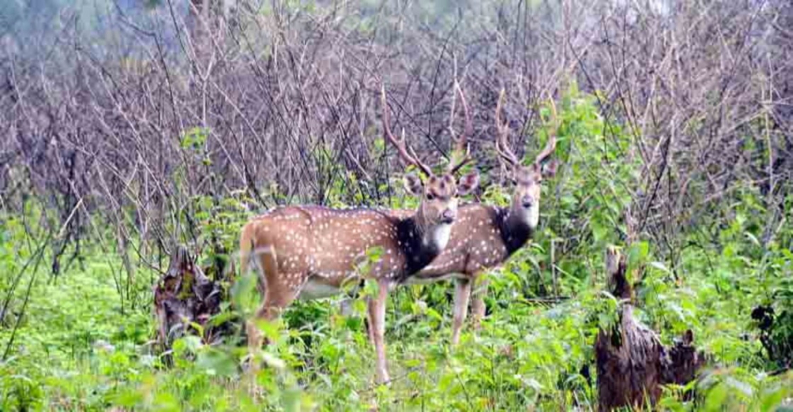 Wildlife