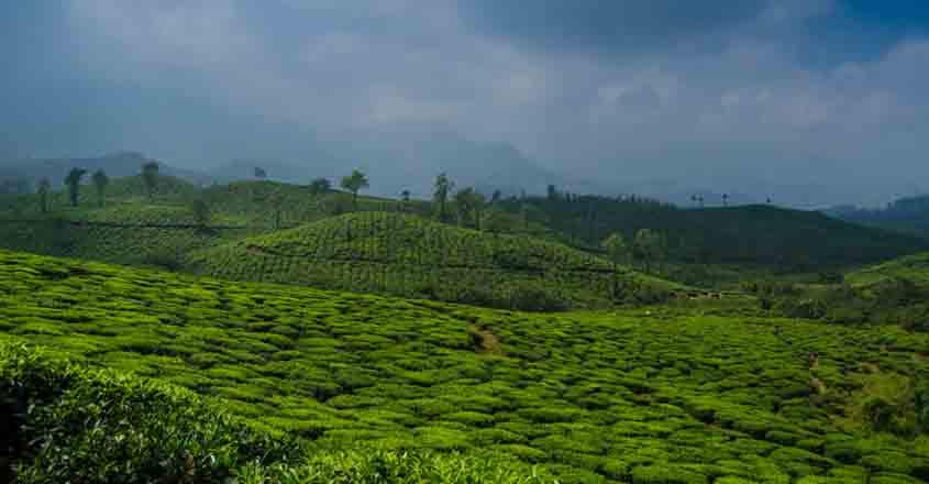 tea-plantations tea-plantations