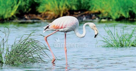 Where to go to watch birds in Ernakulam Where to go to watch birds in Ernakulam