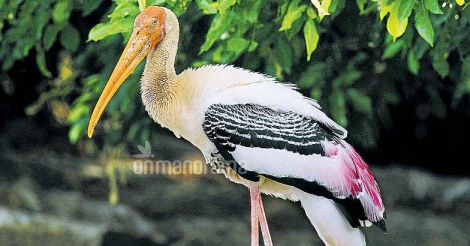 Where to go to watch birds in Ernakulam Where to go to watch birds in Ernakulam
