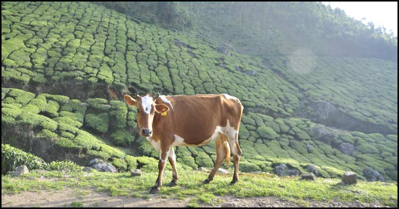 Kolukkumalai Kolukkumalai