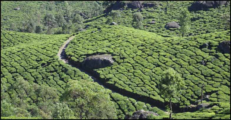 Kolukkumalai Kolukkumalai