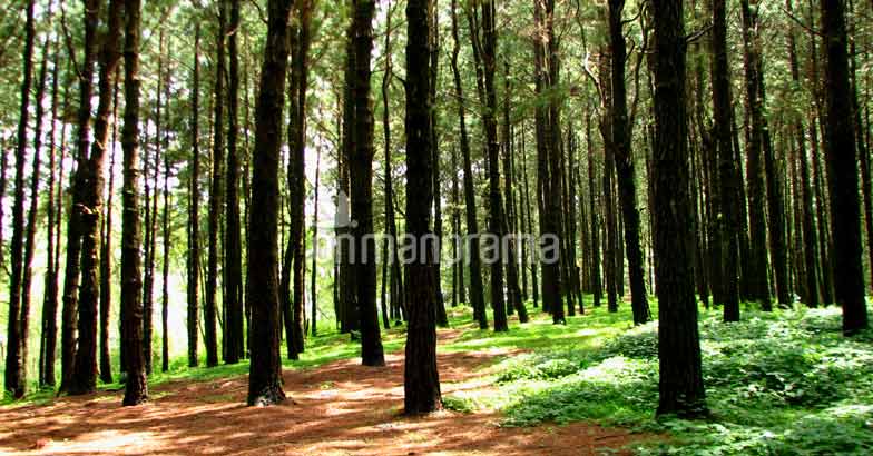 Parunthumpara Parunthumpara