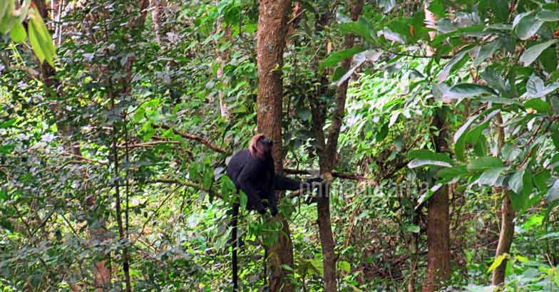 Pause, breathe, relax at Periyar Pause, breathe, relax at Periyar