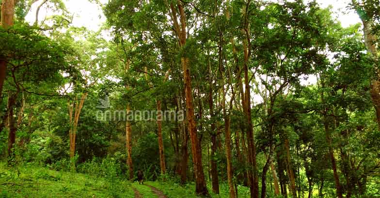 Pause, breathe, relax at Periyar Pause, breathe, relax at Periyar