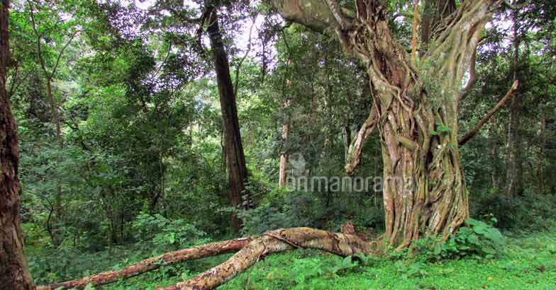 Pause, breathe, relax at Periyar Pause, breathe, relax at Periyar