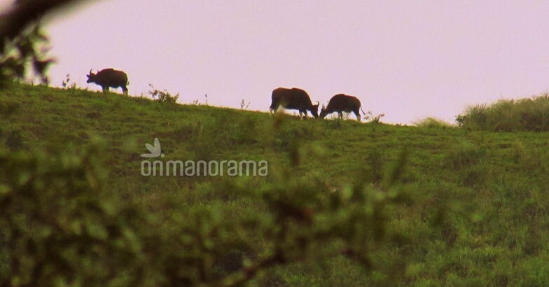 Pause, breathe, relax at Periyar Pause, breathe, relax at Periyar