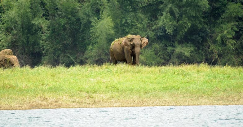 Thekkady's Jungle Book Thekkady's Jungle Book
