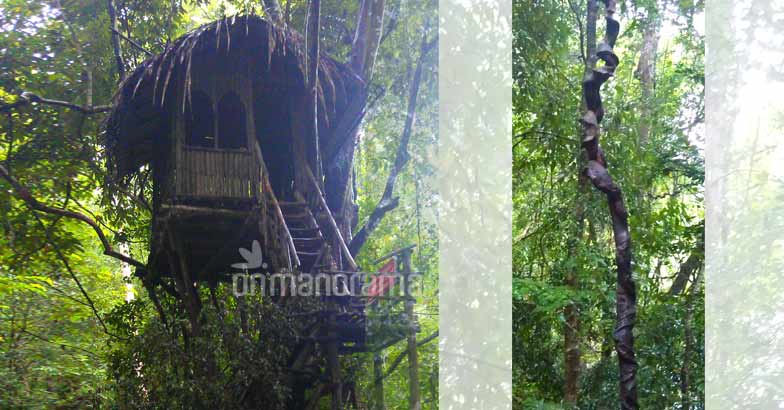 Escaping into the wilderness of the legendary Thommankuthu Escaping into the wilderness of the legendary Thommankuthu