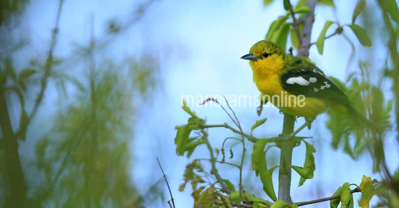 Tantalizing Thoovanam Tantalizing Thoovanam