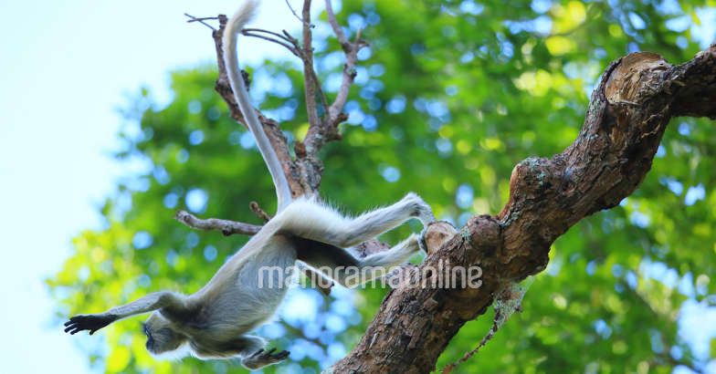 Tantalizing Thoovanam Tantalizing Thoovanam